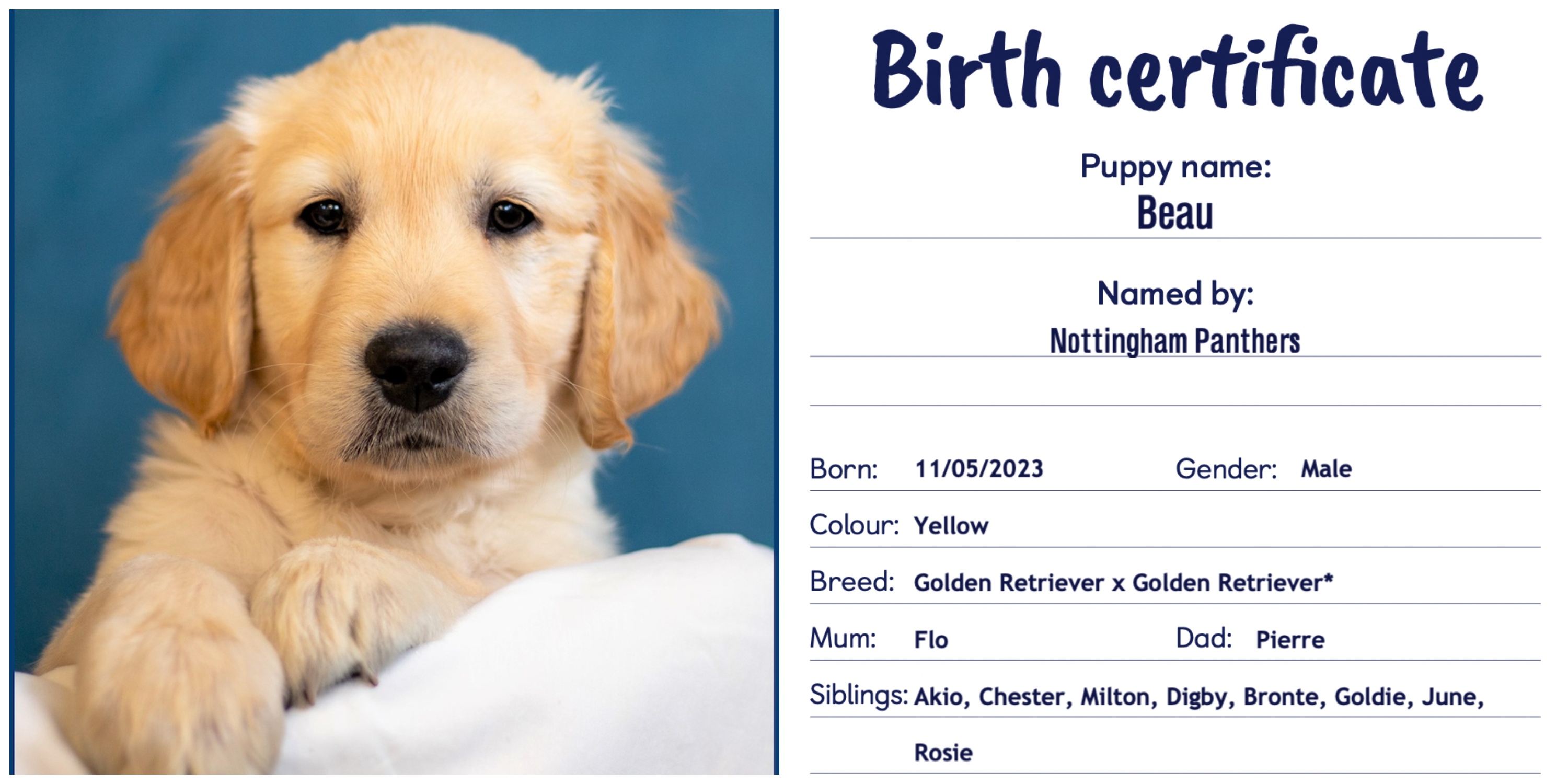 MEET OUR PUPPY DOG BEAU Top Image